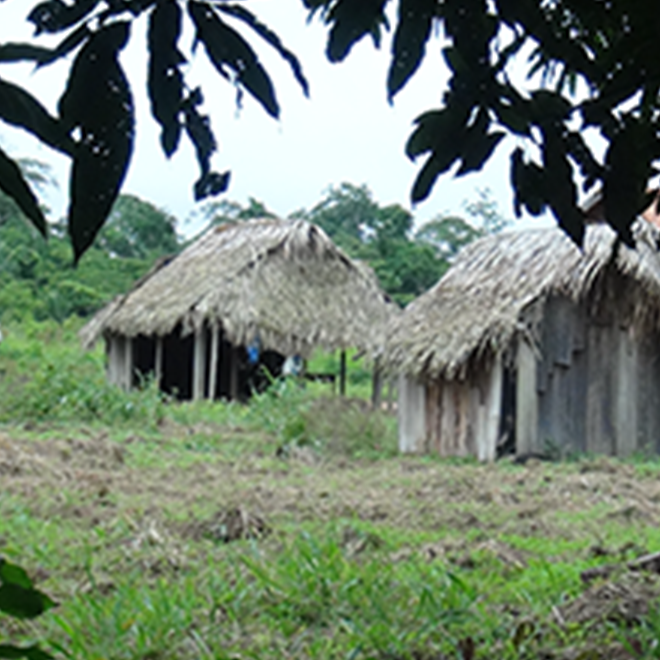 Kawahiba dos Amondawa